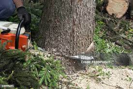 Best Hedge Trimming  in USA